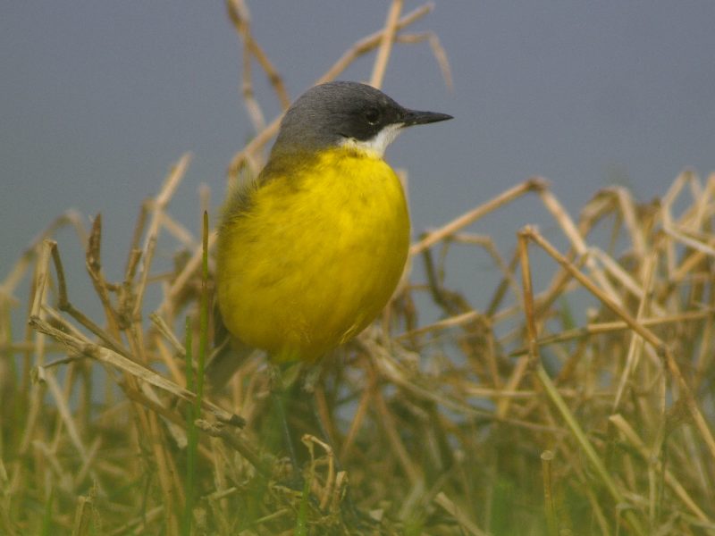 Cutrettole : sottospecie da identificare