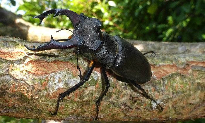 Lucanus cervus