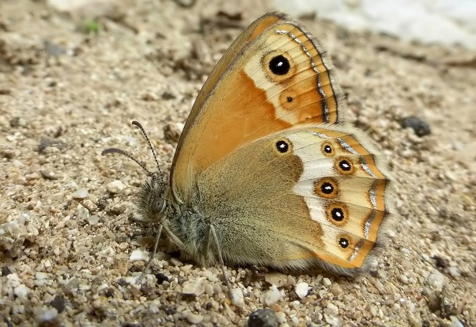 Tutte le  Coenonympha del 2015