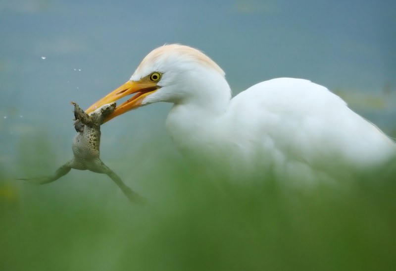 Guardabuoi (Bubulcus ibis )