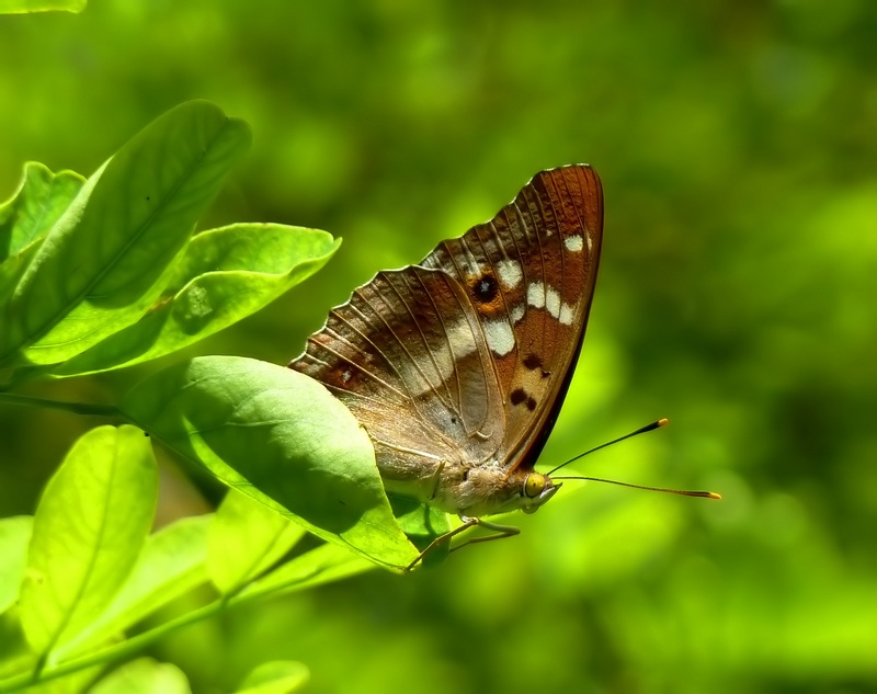 alla ricerca della Melitaea diamina