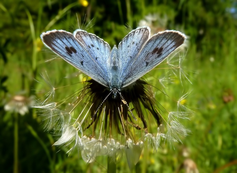 alla ricerca della Melitaea diamina