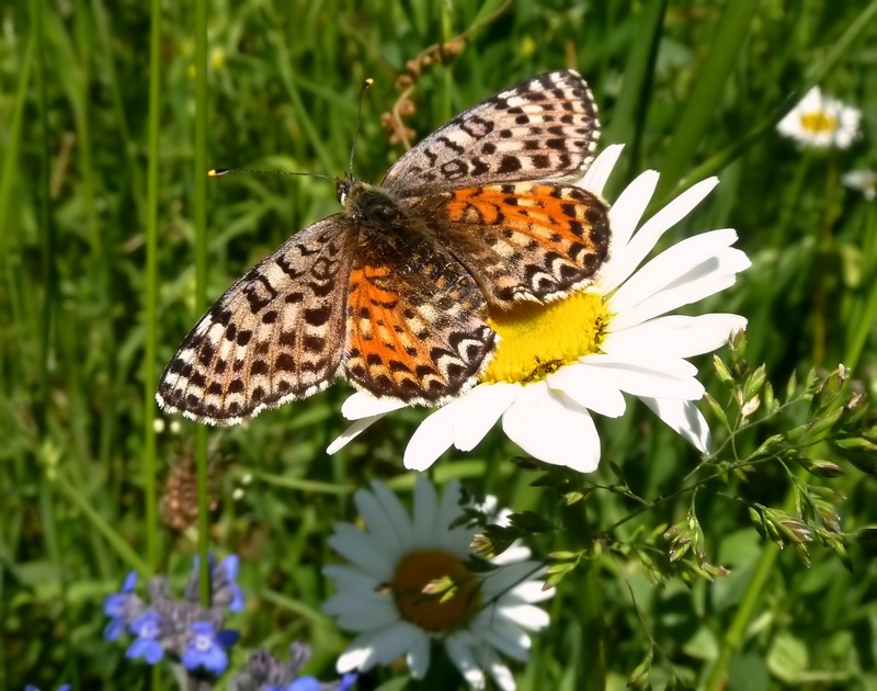 alla ricerca della Melitaea diamina