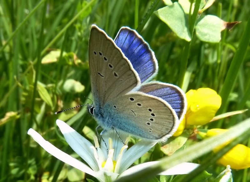 alla ricerca della Melitaea diamina