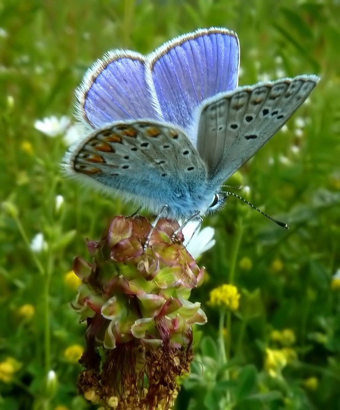 alla ricerca della Melitaea diamina