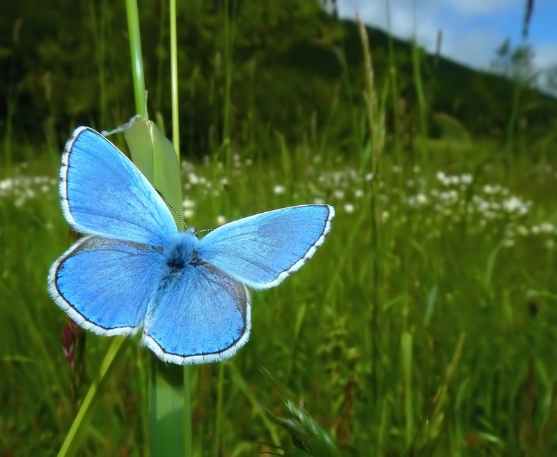 alla ricerca della Melitaea diamina