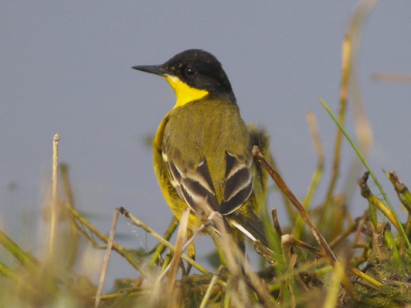 Cutrettole : sottospecie da identificare