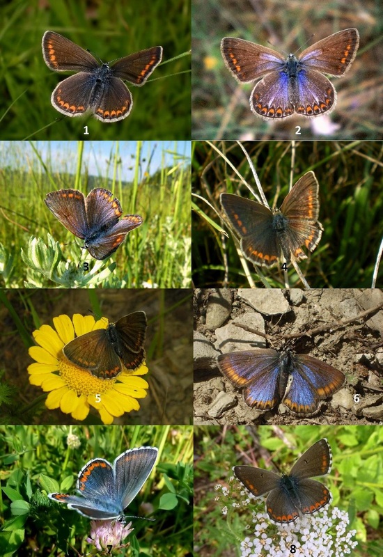 femmine di Polyommatus sp.