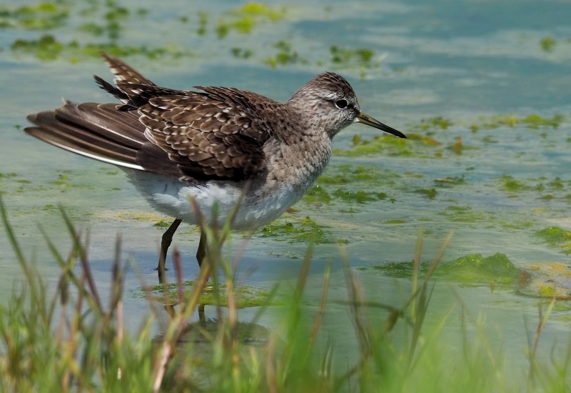 Piro-piro boschereccio (Tringa glareola )