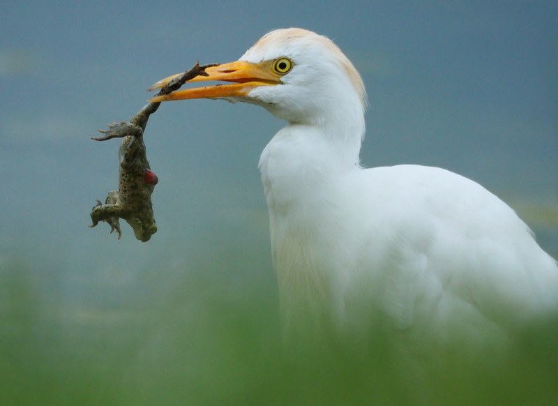 Guardabuoi (Bubulcus ibis )