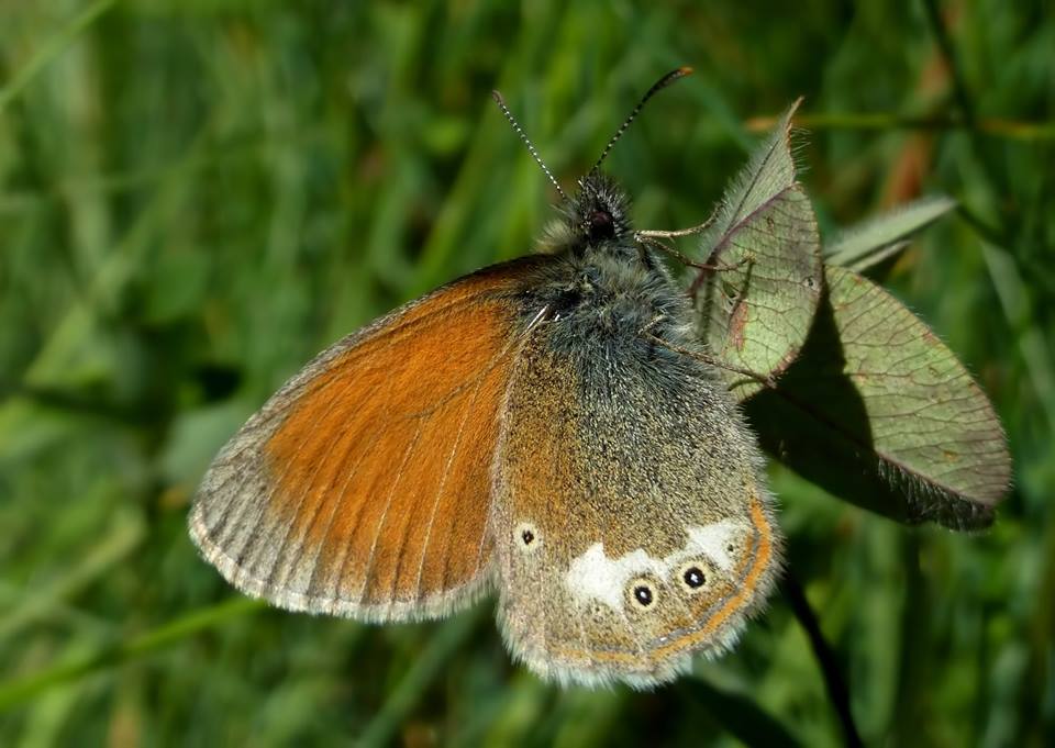 Tutte le  Coenonympha del 2015