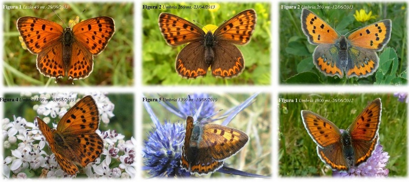 6 femmine di Lycaena sp.