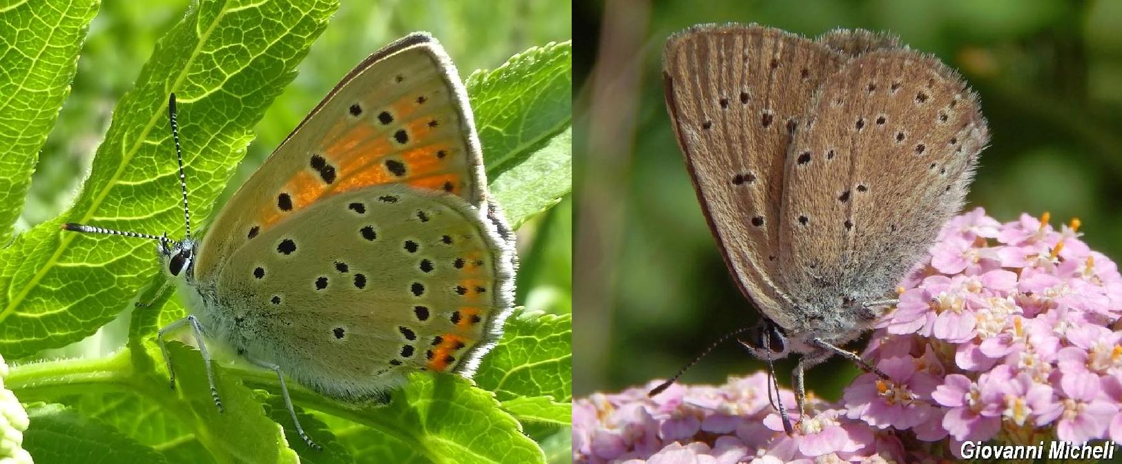 Lycaenidae 1 da ID - Lycaena hippothoe ssp. eurydame