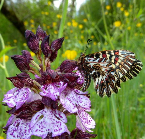 Cassandre e Orchidee