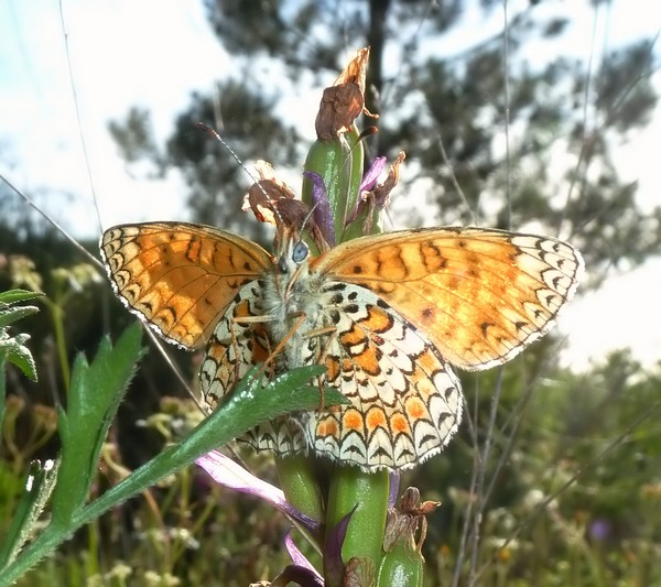 Alla ricerca della Melitaea ornata