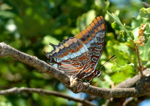 Charaxes per Marco