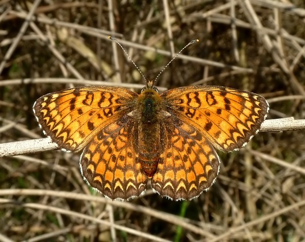 Alla ricerca della Melitaea ornata