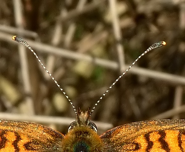 Alla ricerca della Melitaea ornata