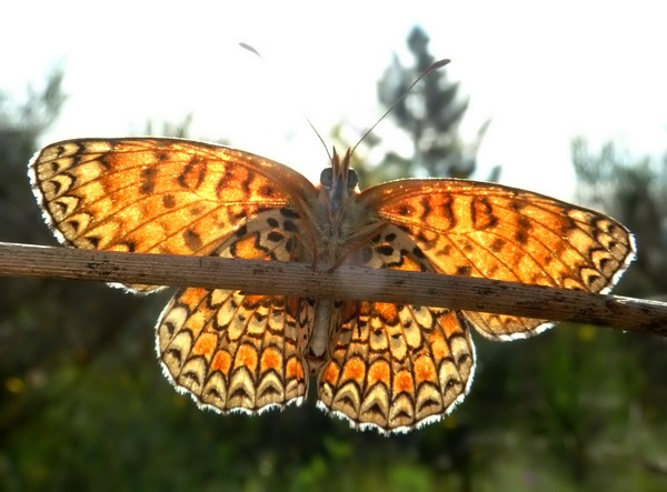 Alla ricerca della Melitaea ornata