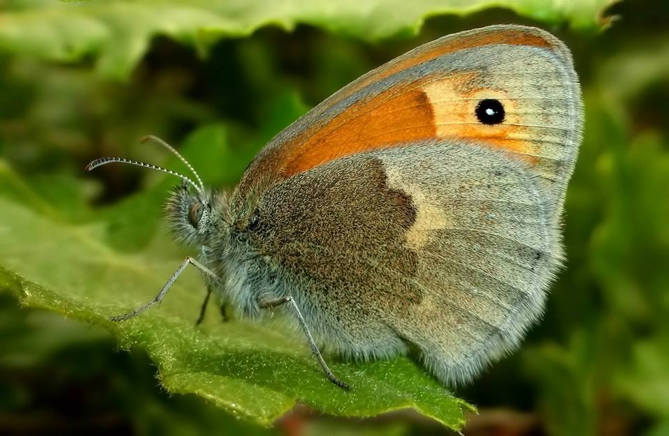 Tutte le  Coenonympha del 2015