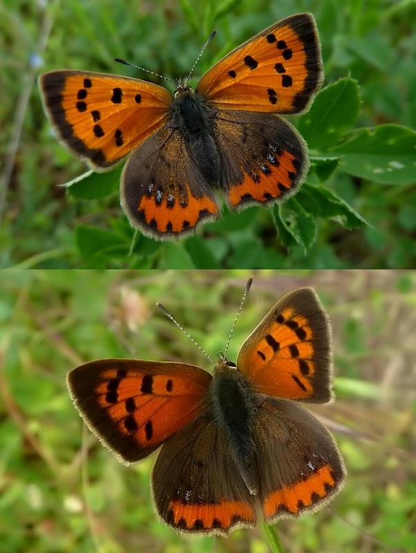 Lycaena phlaeas:  come si fa...