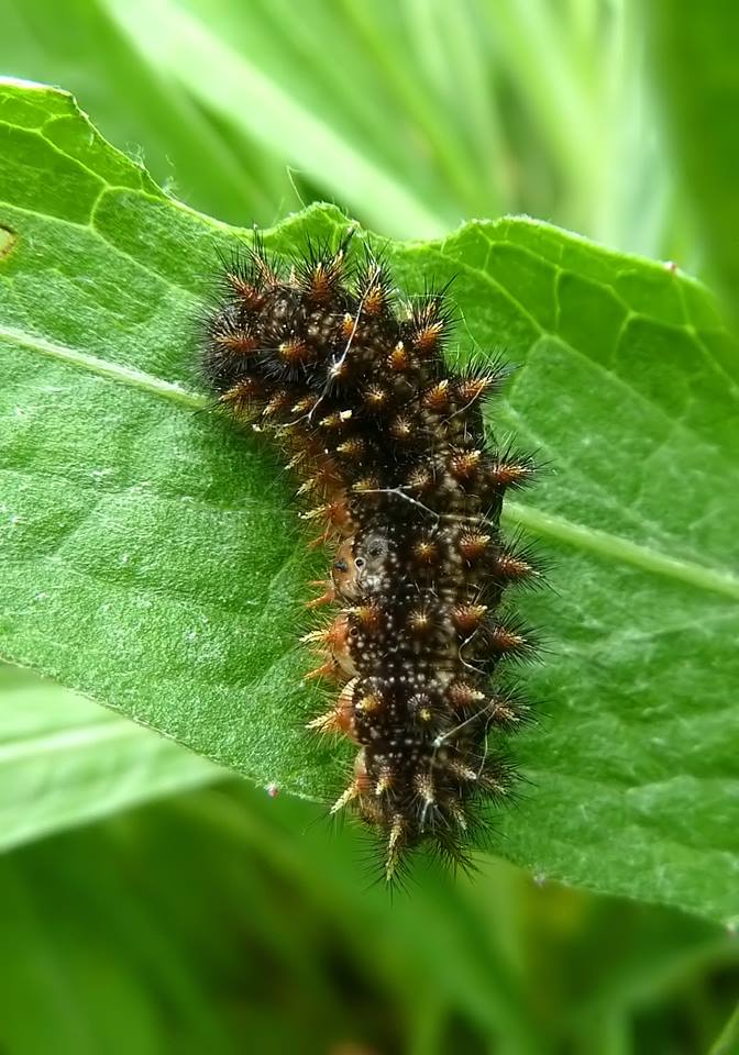 Alla ricerca della Melitaea ornata