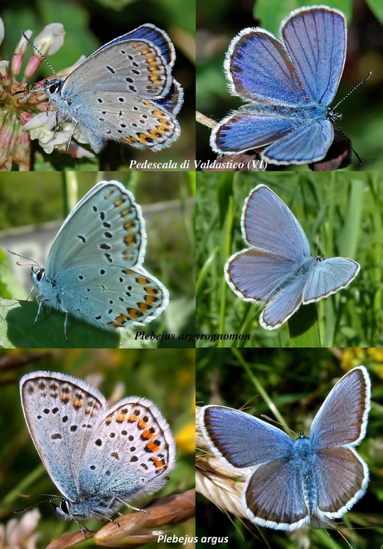 Plebejus argyrognomon?