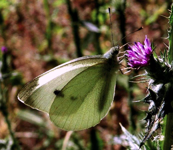 riprovo con questa Pieris