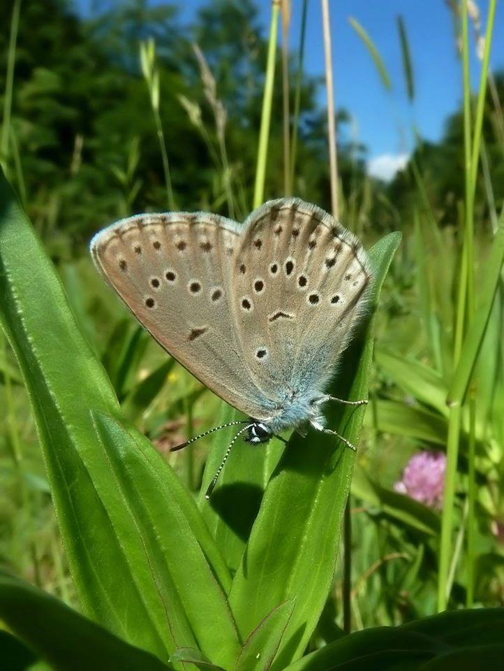 Lycaenidae 1 da ID - Lycaena hippothoe ssp. eurydame