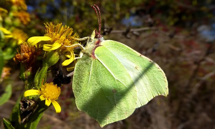 Pieridae di fine stagione....