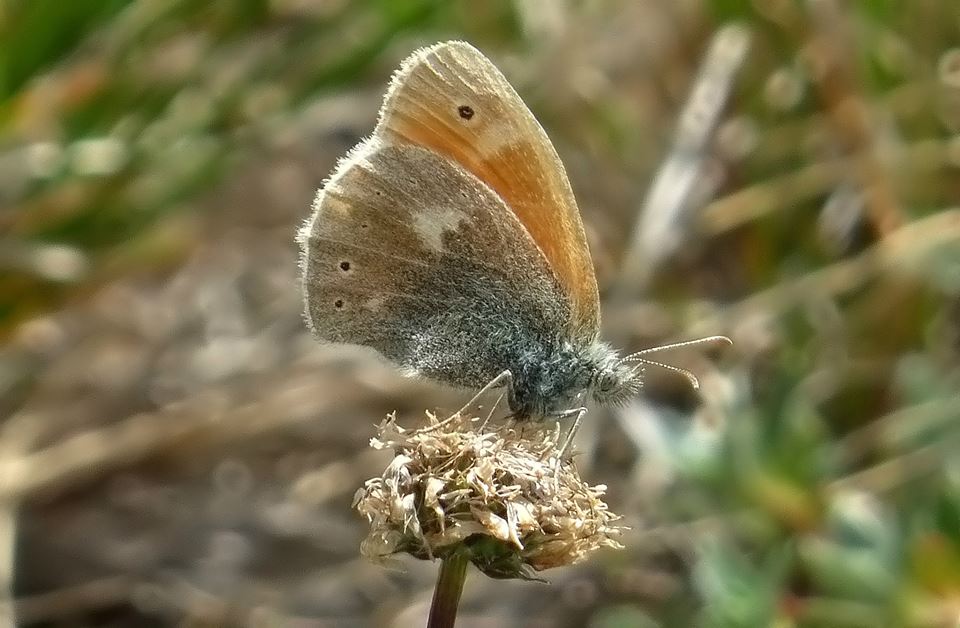 Coenonympha Rhodopensis o Pamphilus? C. pamphilus