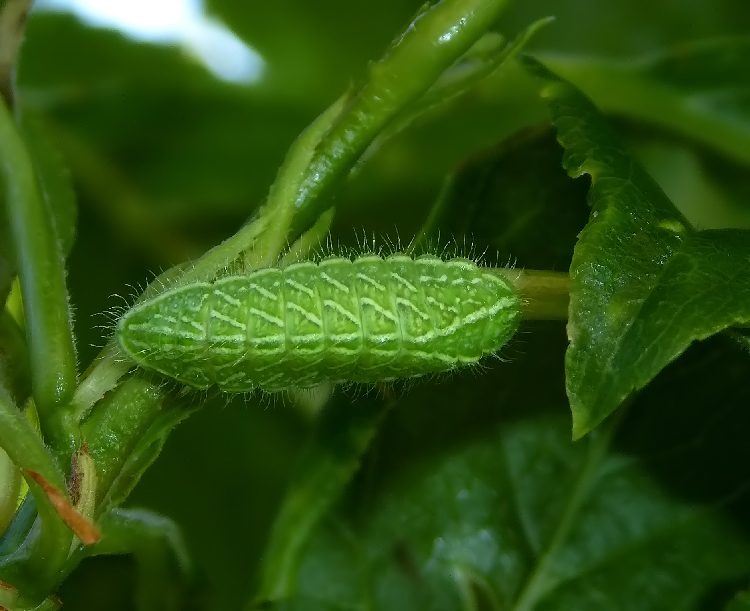 uova di Thecla betulae (Lycaenidae)