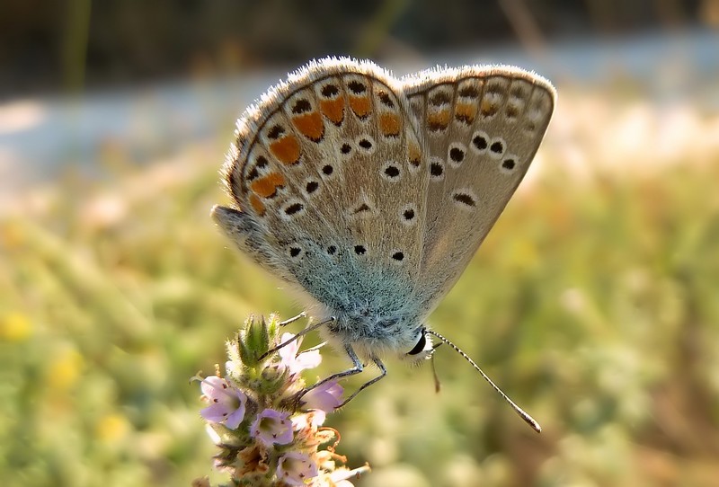 confermiamo Polyommatus thersites?