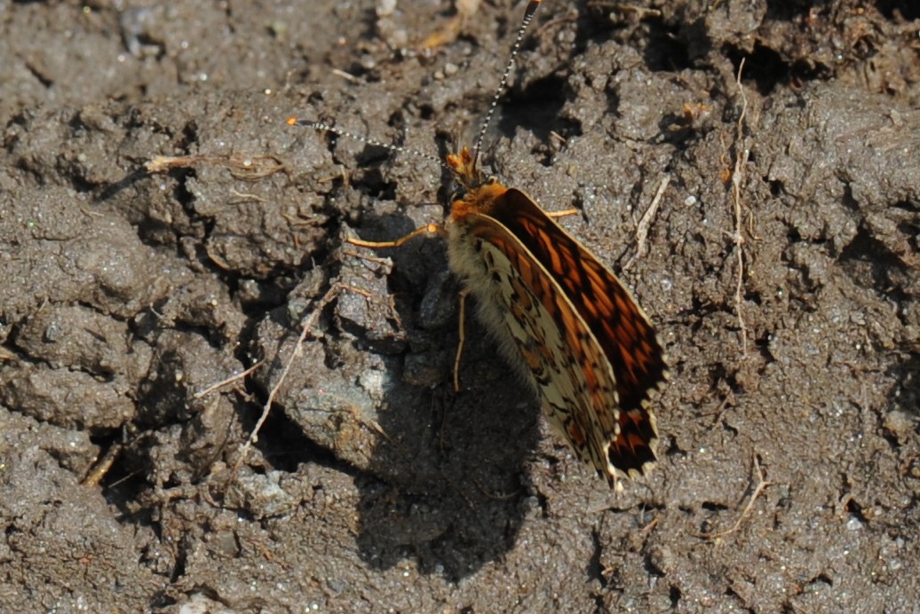 Melitaea dalla Val d''Aosta da ID