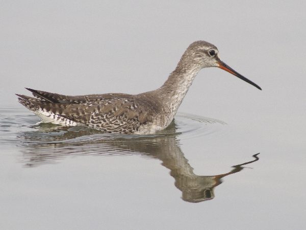 Totano moro (Tringa erythropus)