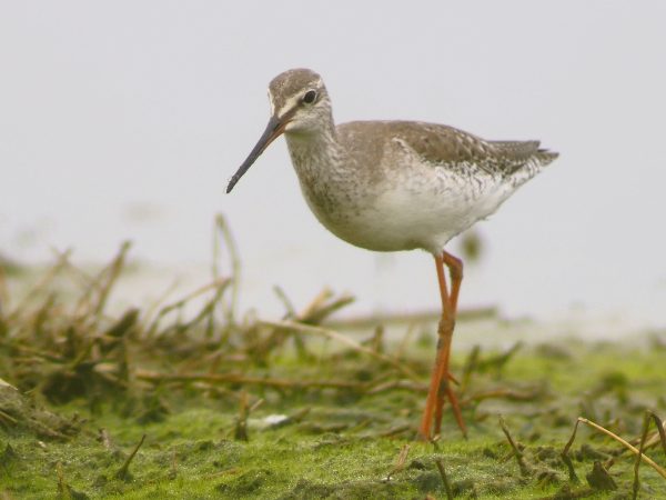 Totano moro (Tringa erythropus)