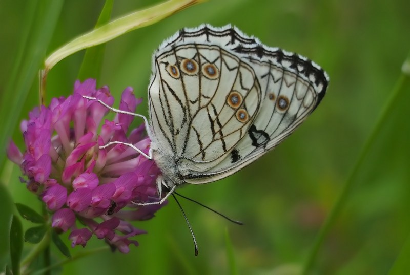 Melanargia arge : una specie in espansione verso nord??