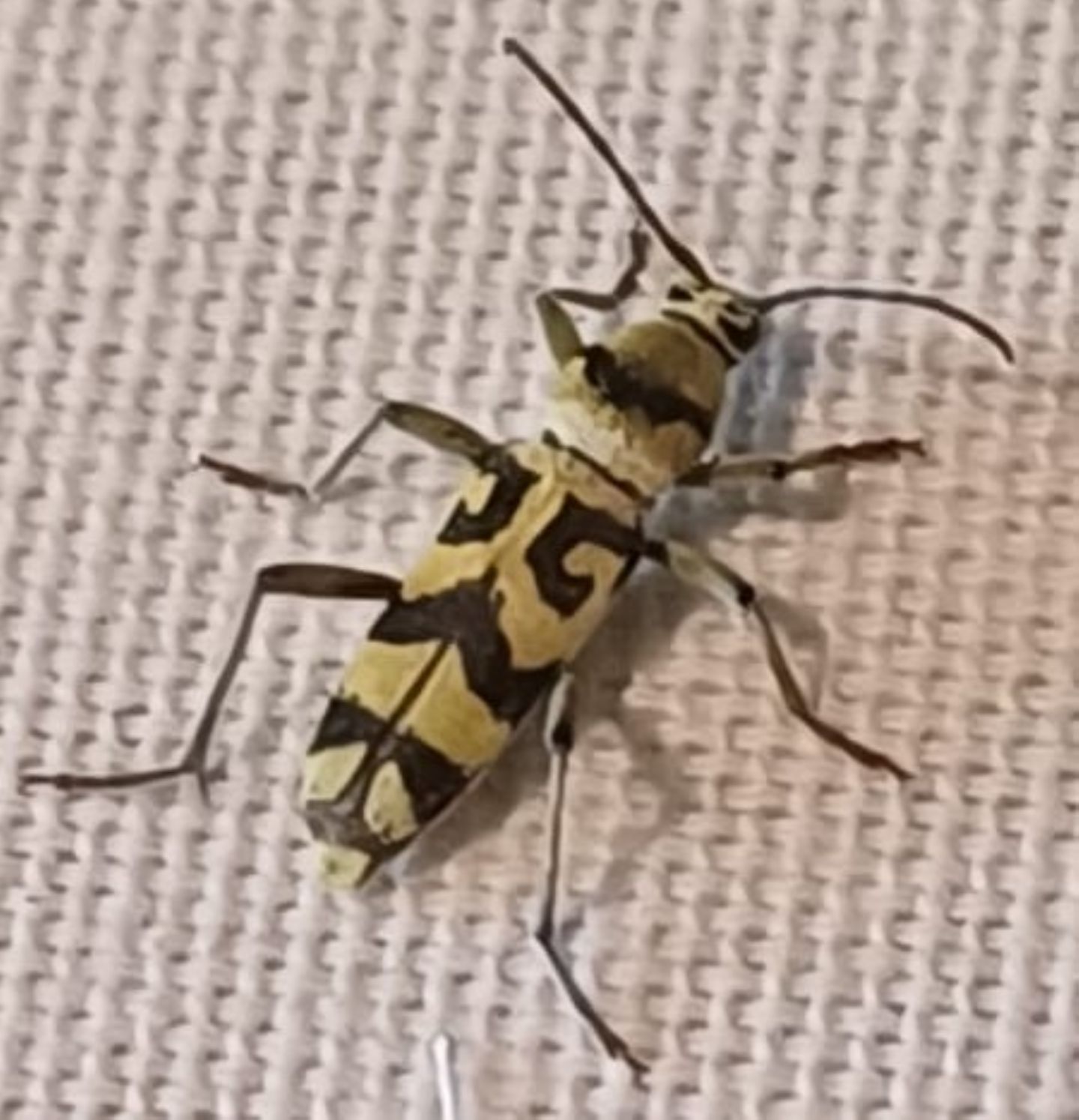 Cerambycidae: Chlorophorus varius? S.