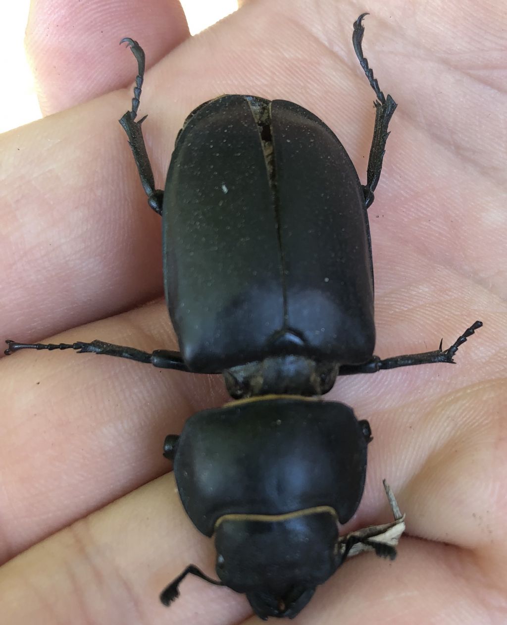 Lucanidae: cervus o tetraodon? femmina di L. cervus