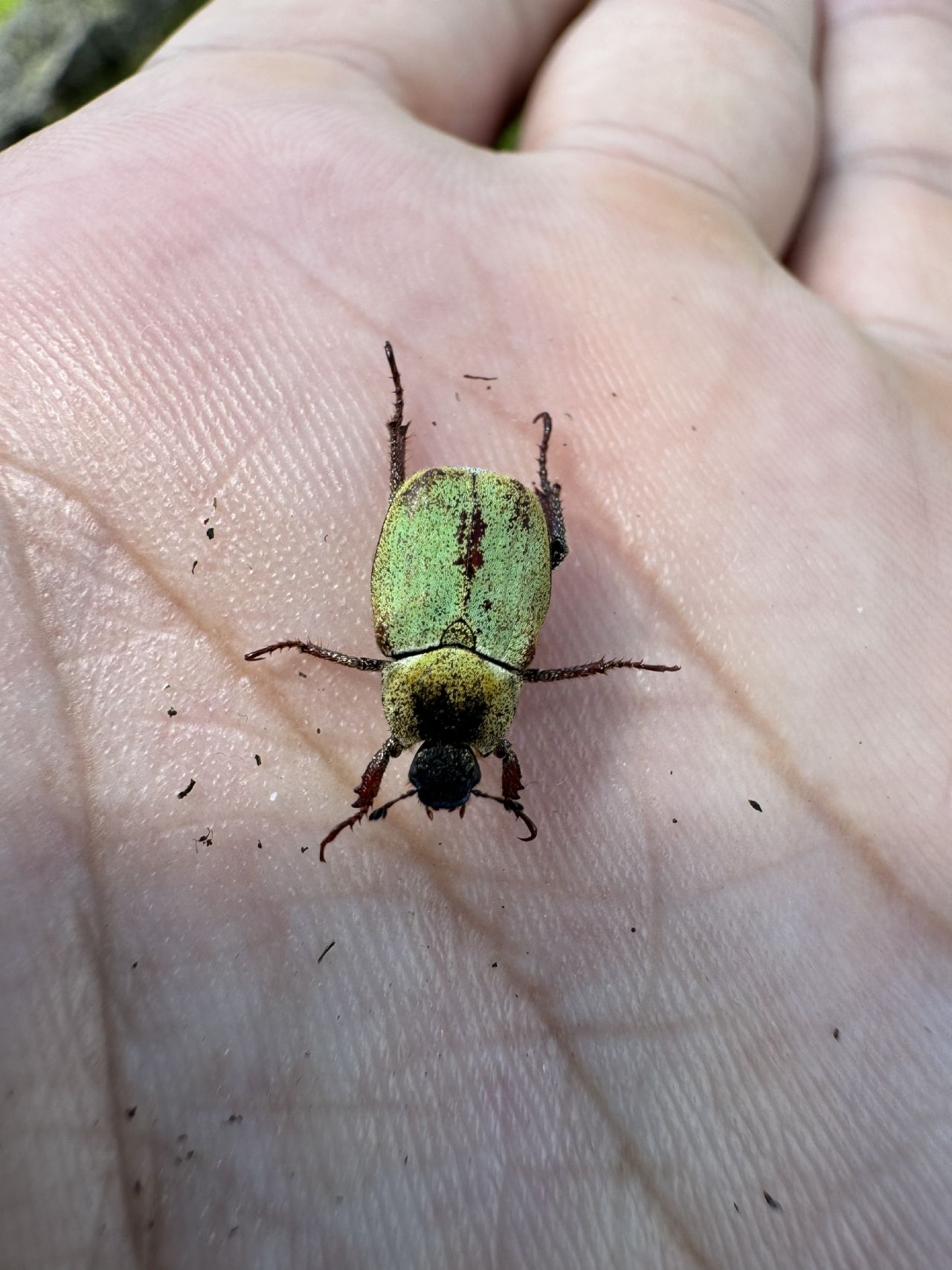 Rutelidae: femmina di Hoplia argentea