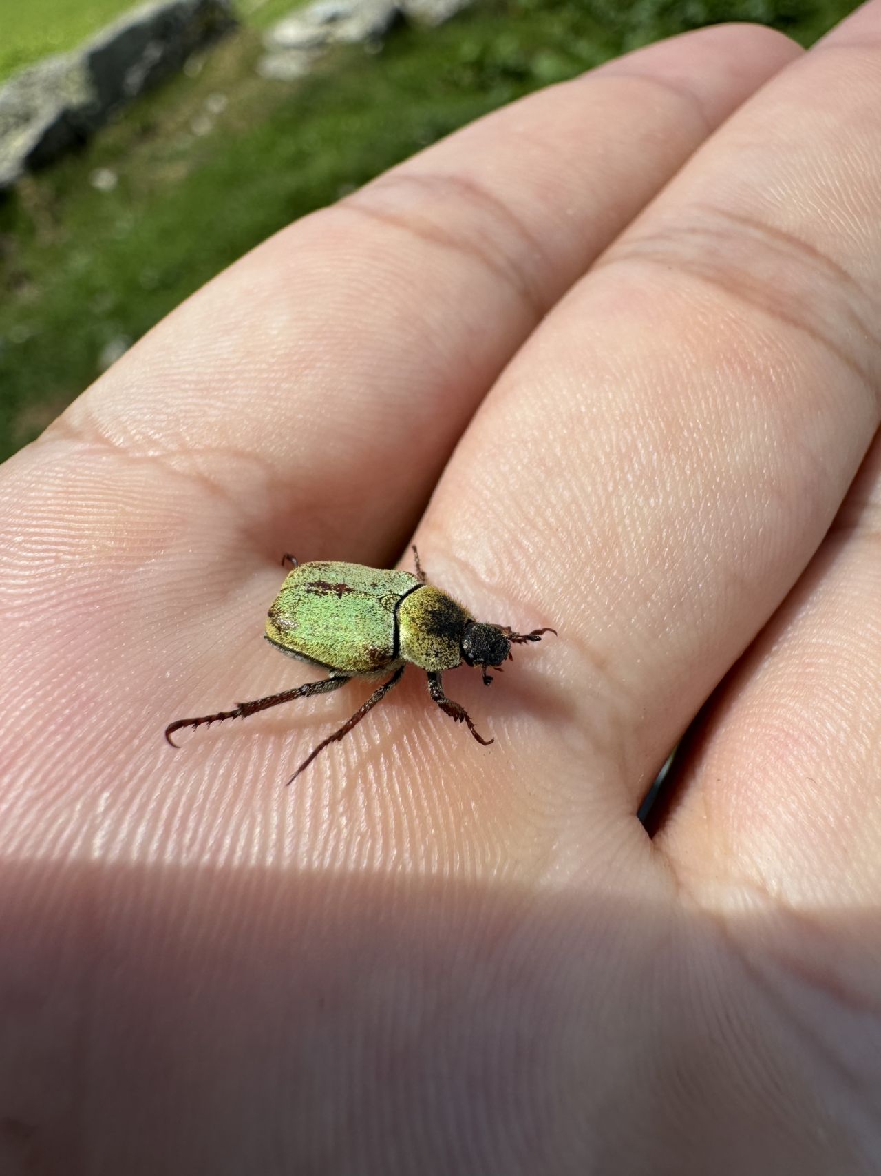 Rutelidae: femmina di Hoplia argentea