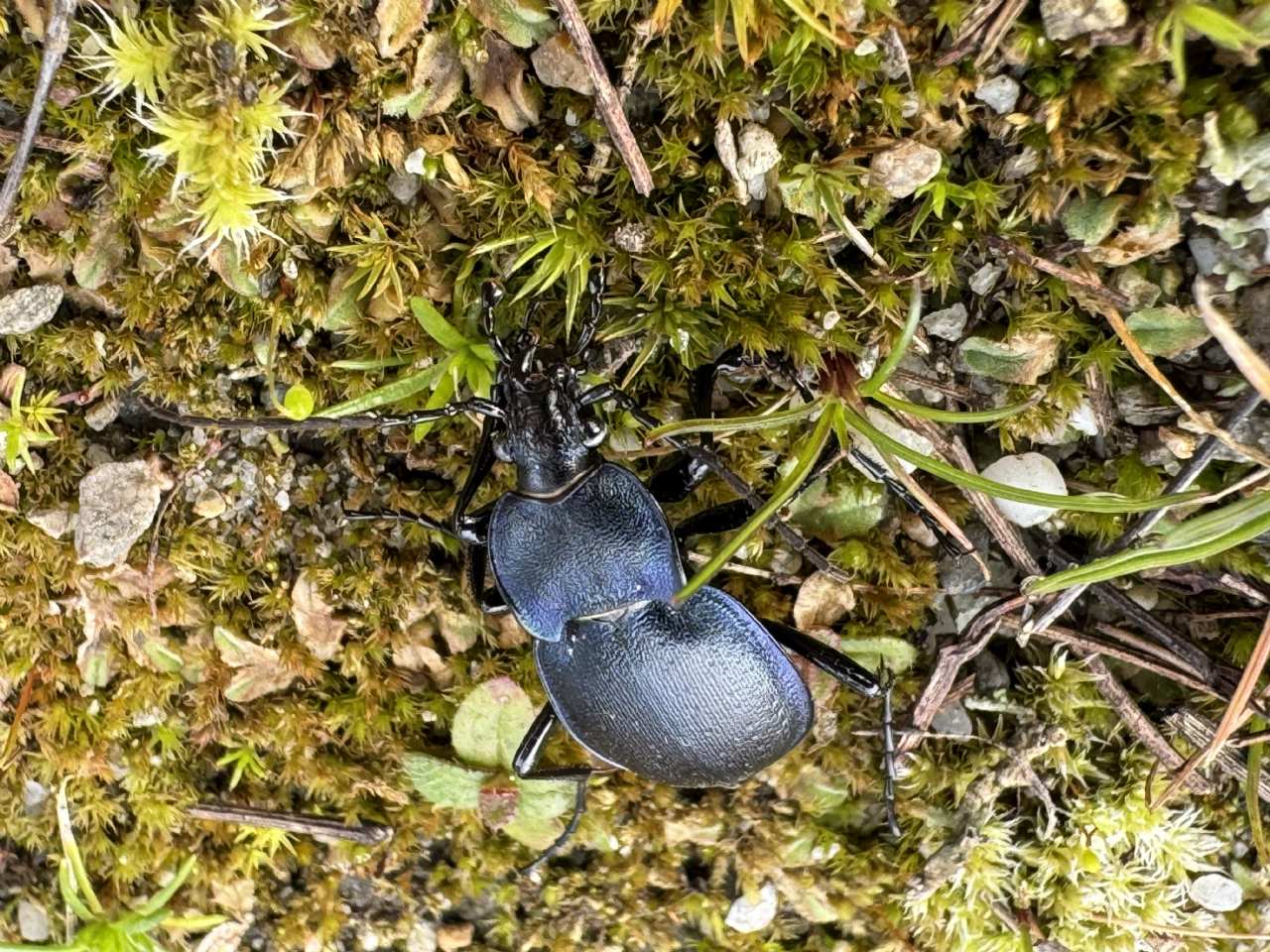 Carabide da identificare