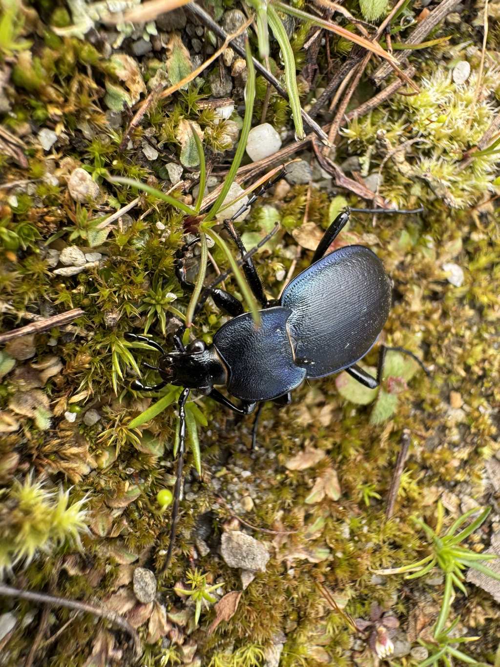 Carabide da identificare