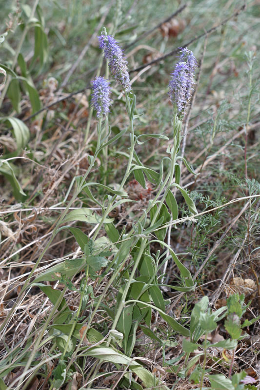 Aiuto determinazione - Veronica sp.