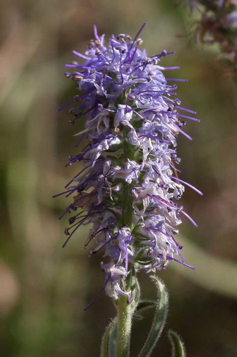 Aiuto determinazione - Veronica sp.