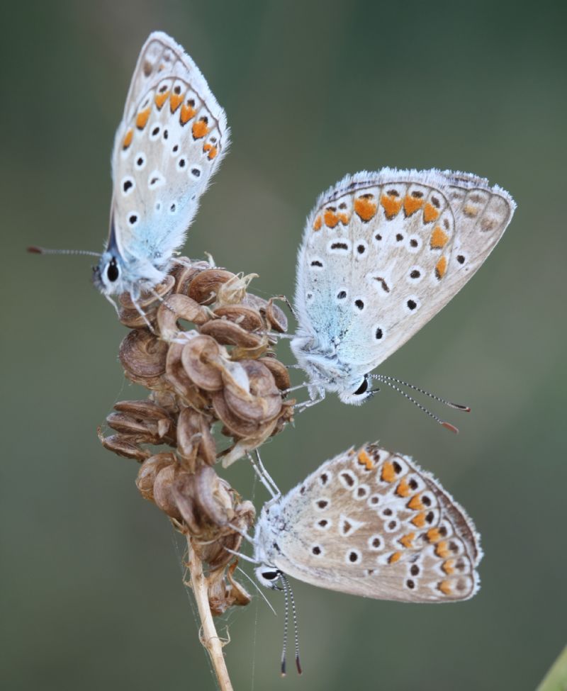 Polyommatus?