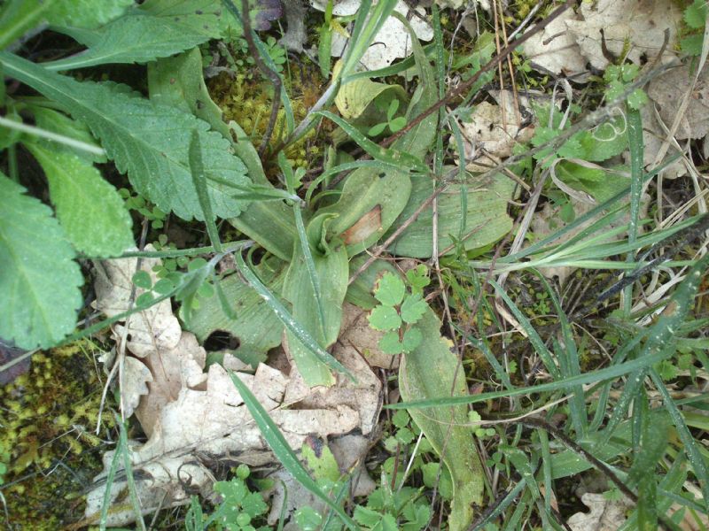 Rosette da identificare