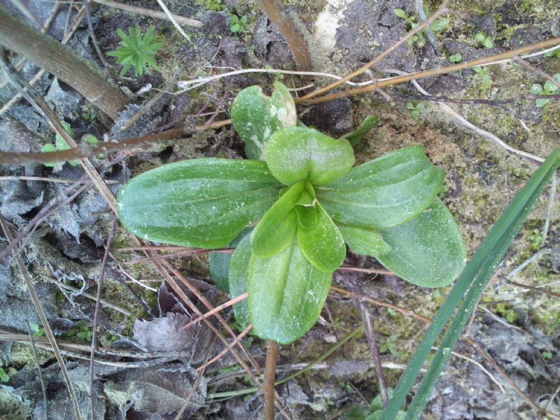 Rosette da identificare