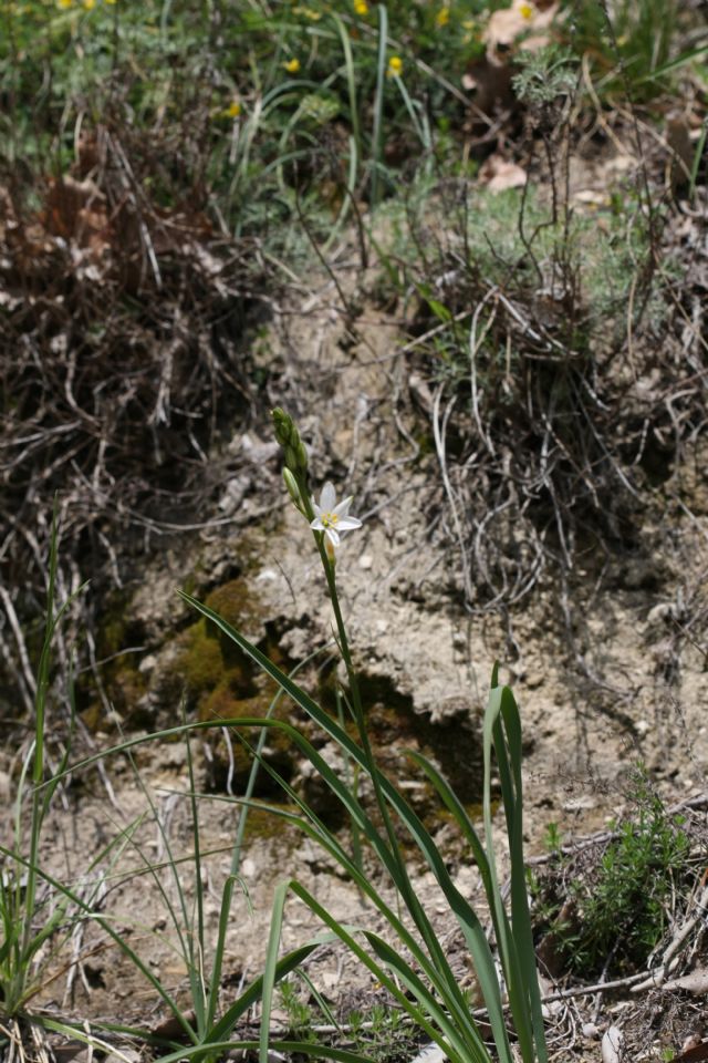 Anthericum liliago