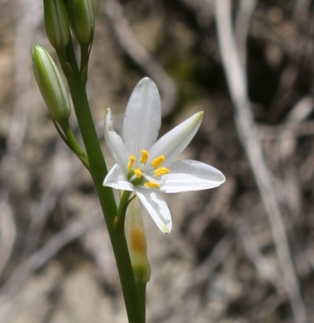 Anthericum liliago